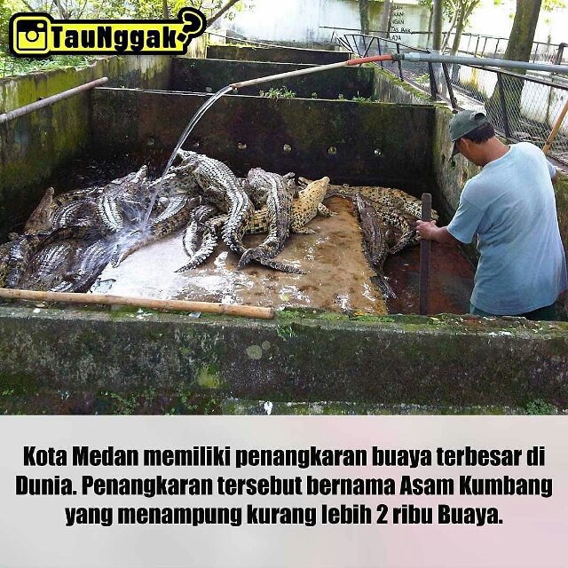 Penangkaran Buaya Asam Kumbang