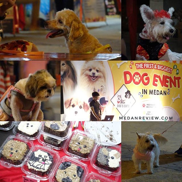 Dog's Date - Event Anjing Pertama dan Terbesar di Medan